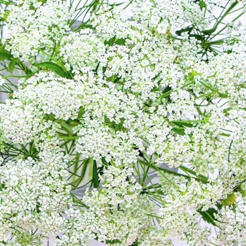 ハーブの種アンジェリカセイヨウトウキ 花の種子 約20粒!宿根草 ハーブの種アンジェリカセイヨウトウキ 花の種子 約20粒!宿根草