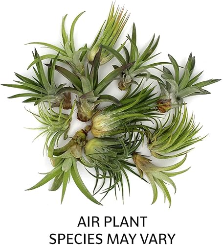 Miniatura 7 de Kit de terrario de cuenco de vidrio inclinado de 5 pulgadas de grosor con arena negra y 3 plantas de aire Tillandsia Ionantha vivas, plantas de