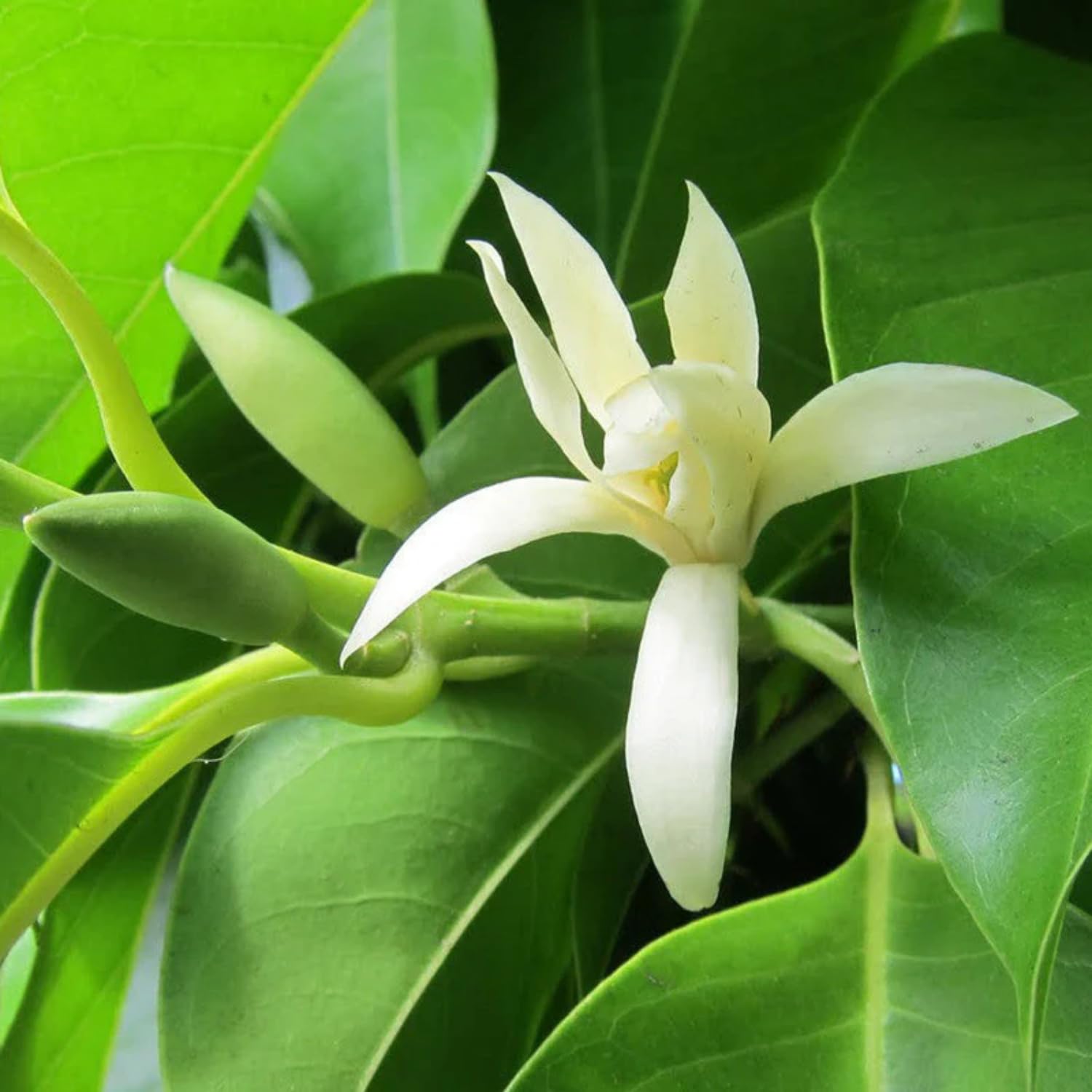 Hug A Plant | White Chempakam (Grafted) Plant (Magnolia Champaca) Flowering/Ornamental Live Plant (Home & Garden) (B0CR8YLDJ3) Amazon Price History, Amazon Price Tracker