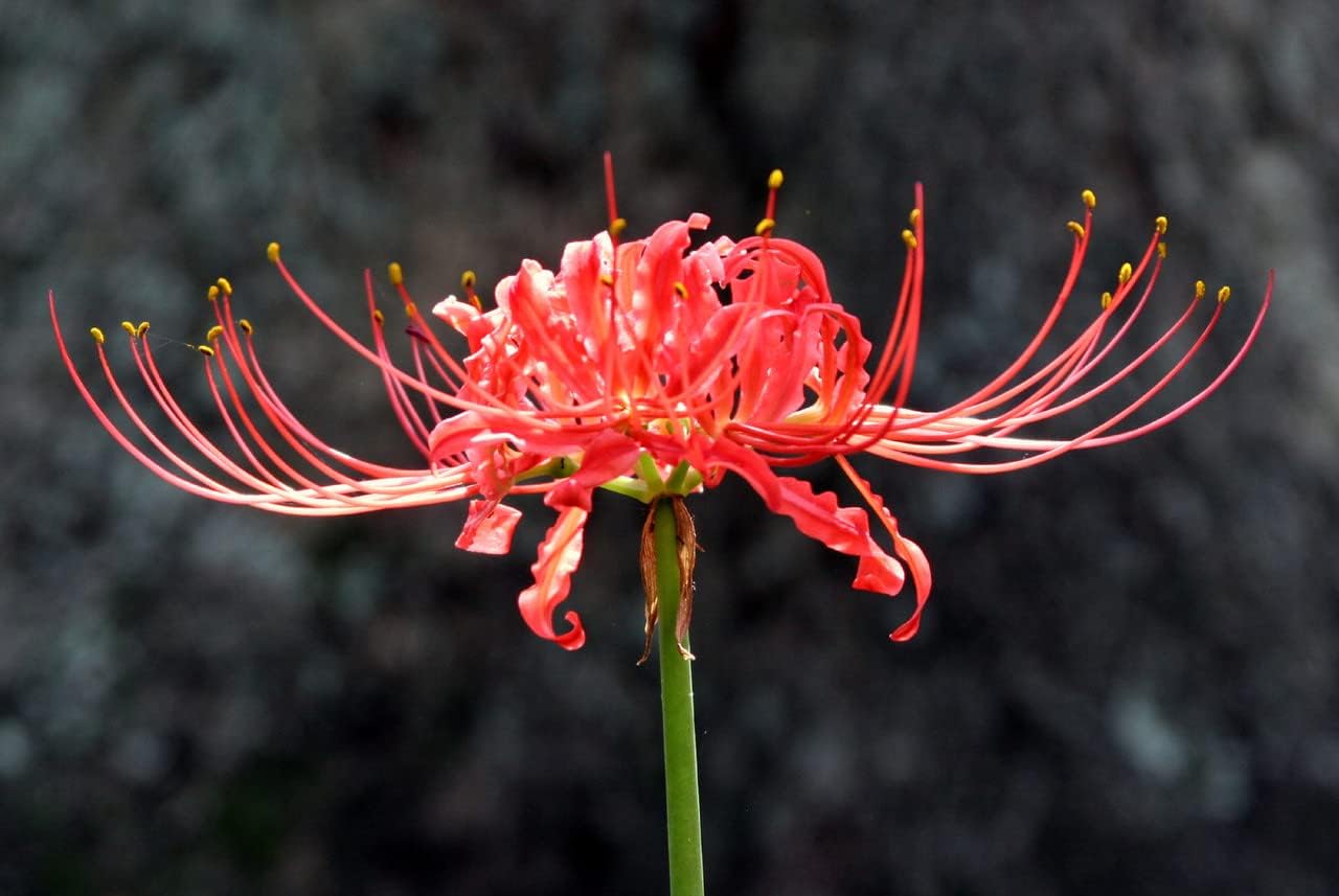 Spider Lily Planting Depth Guide