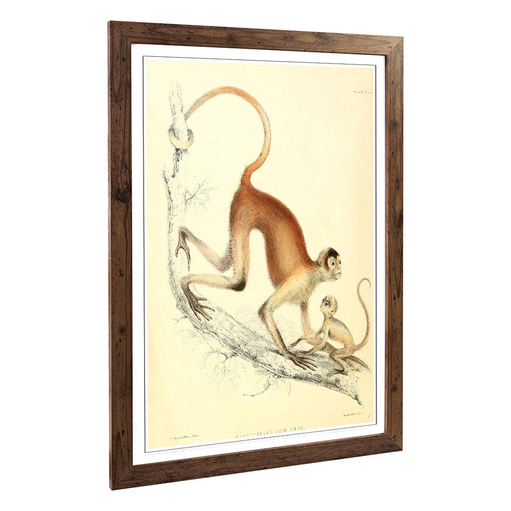 Big Box Art Framed Print of Vintage Joseph Wolf Woolly Spider-Monkey Design | Wall Art Picture | Home Decor for Kitchen, Living Room, Bedroom, Hallway, Walnut, A2 / 24.5x18 Inch / 62x45cm