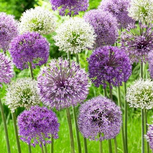 Allium Twin Towers - 10 pièces - plantes vivaces exterieur - bulbes de fleurs à planter exterieur - Géante d'ornement, Rustique et parfumé de Hollande pour jardin et pot (non artificielle)