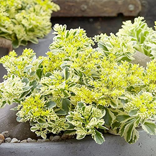 ＩＴＡＮＳＥ セダム・アトランティス 3号 1個売り 品種で選べる多肉植物・グランドカバー苗 学名 Sedum takesimense Atlantis/ベンケイソウ科セダム属/多肉植物・耐寒性多年草/生育タイプ 春秋型のサムネイル