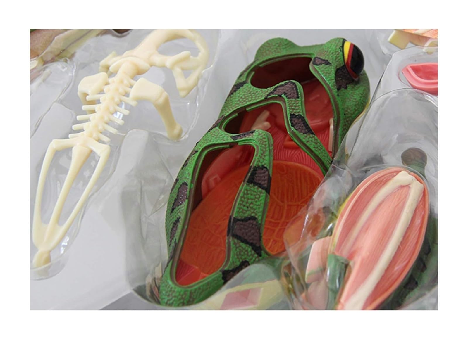 Anatomiczny model żaby - wizja 4D Biologiczna pomoc szkoleniowa dla edukacji - szczegółowy model edukacyjny do badań biologicznych