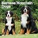 Bernese Mountain Dogs 2019 12 x 12 Inch Monthly Square Wall Calendar, Animals Dog Breeds (Multilingual Edition)