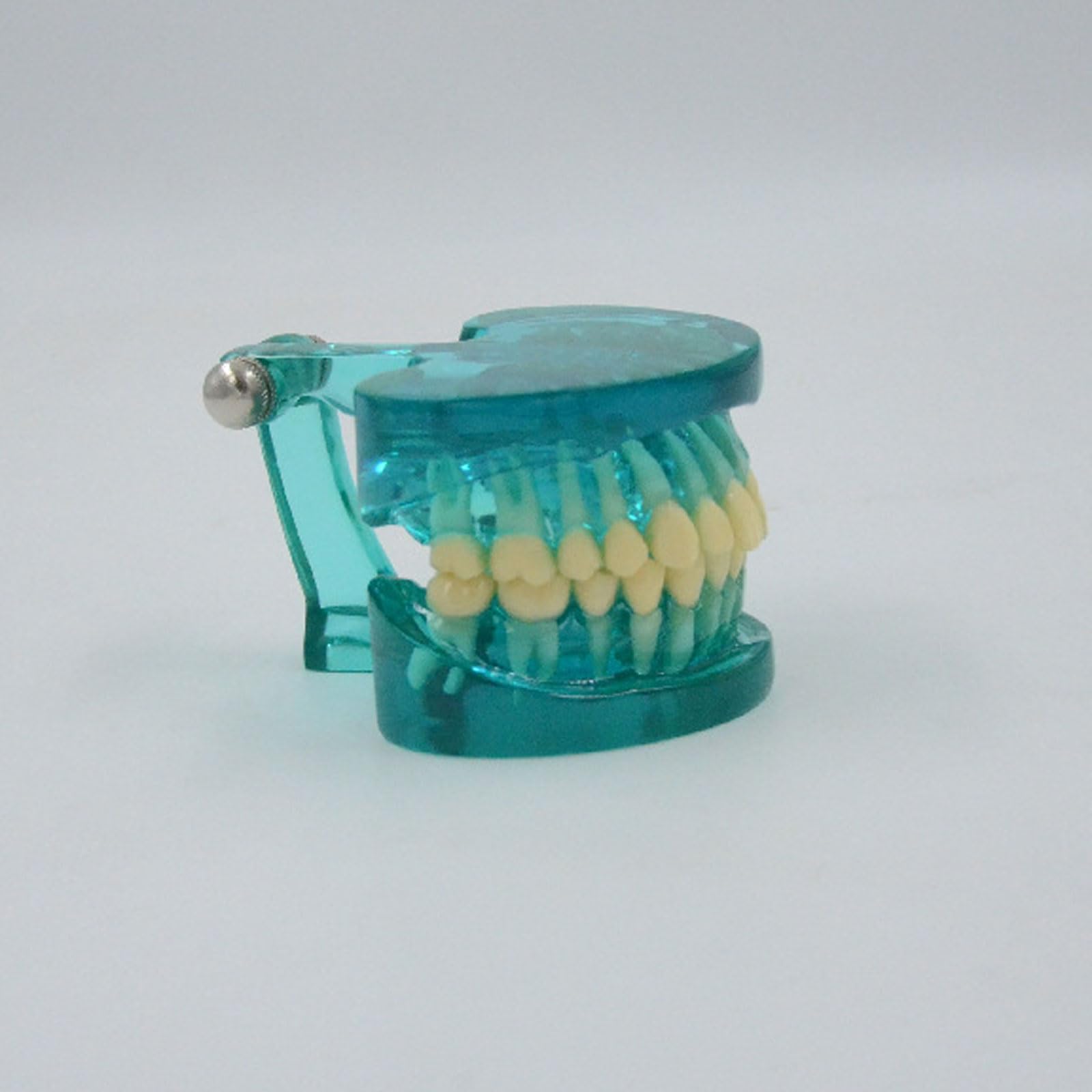 BYERZ Dientes Humanos Estándar Modelo Diente Normal Anatomía Demostración Dental Regalo Médico Equipo Educativo Recursos Didácticos