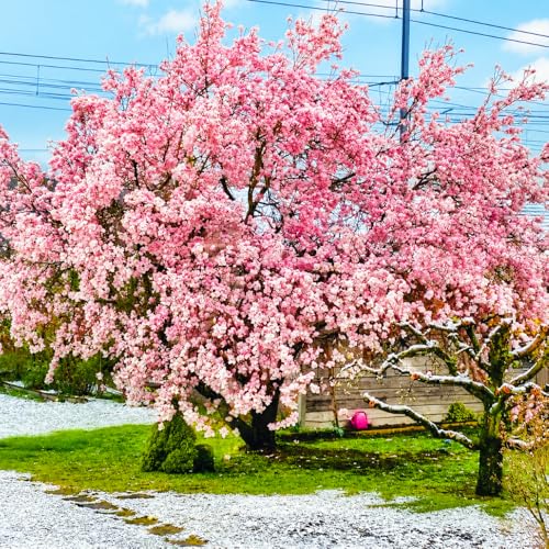 Autumnalis Cherry Tree Live Plant, 6-12 Inch Tall Starter Plant, Japanese Cherry Blossom Tree, Easy Care Flowering Tree for Planting Outdoors