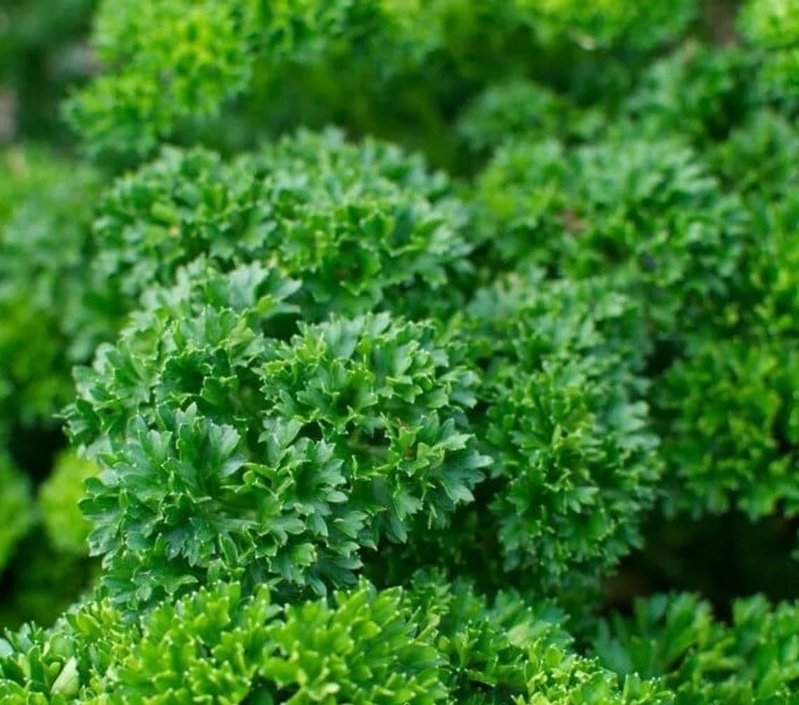 Herb Rare Seed Green Leaf Parsley Paramount Organically-P52KN-100Seeds (B0BVWF6BQZ) Amazon Price History, Amazon Price Tracker