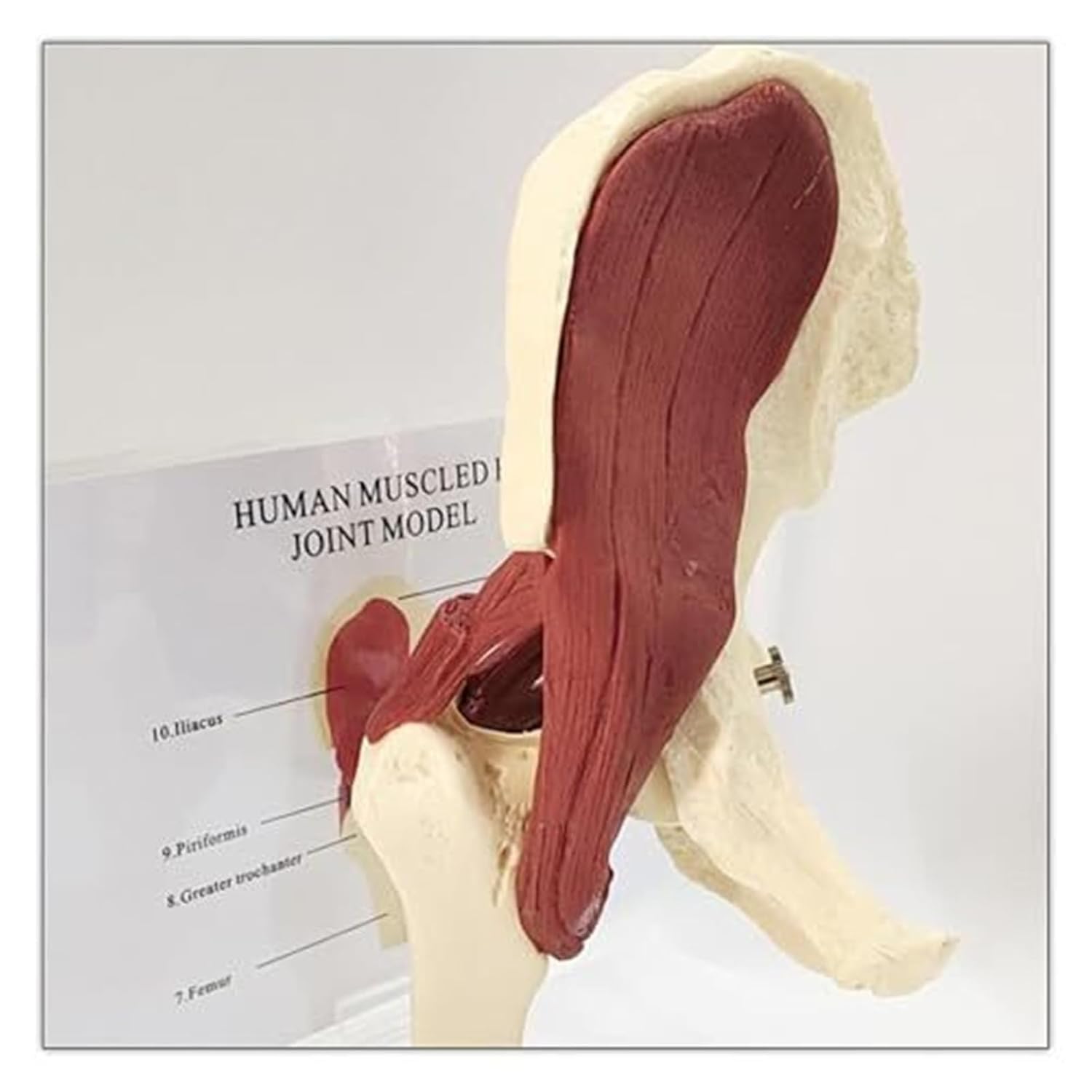 A Human Muscle Model with Pelvic Muscles in The Hip Joint, an Educational Tool for Doctors' Offices