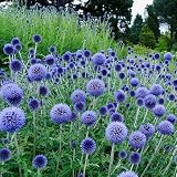 25+ Blue Globe Thistle Seeds Echinops Ritro Southern Globethistle Flowers Garden Planting