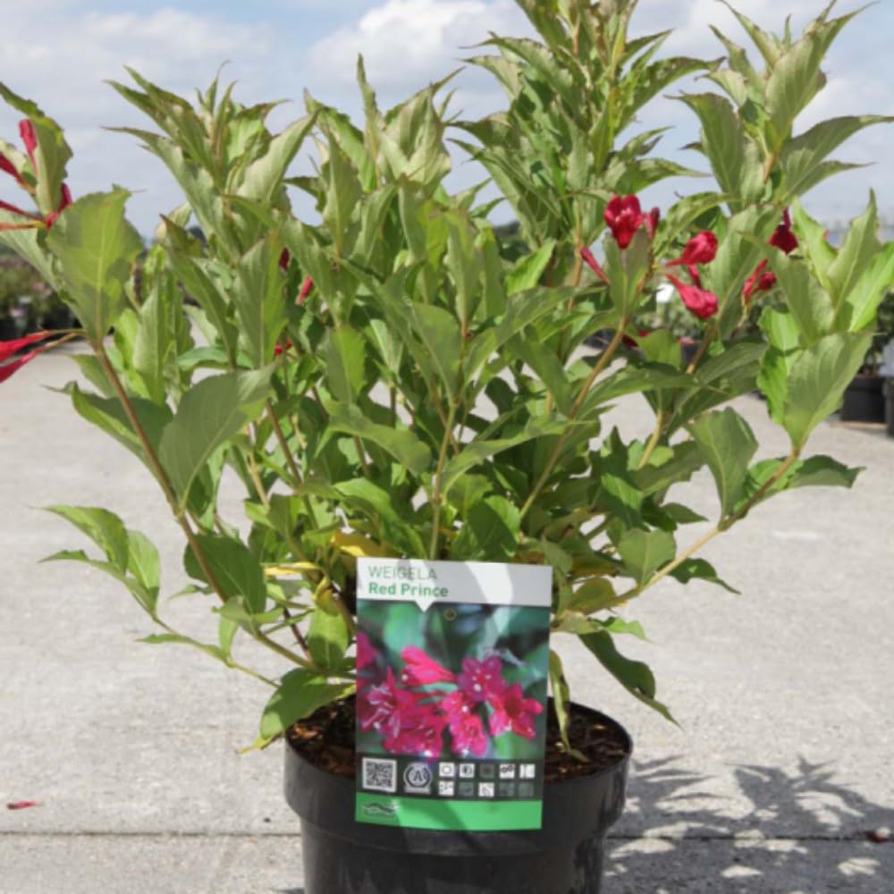 Weigela 'Red Prince' – Compact Deciduous Shrub with Ruby-Red Tubular Flowers – RHS AGM Awarded – Ideal for Borders and Containers - 2X 10 Litre Potted Plants by Thompson & Morgan
