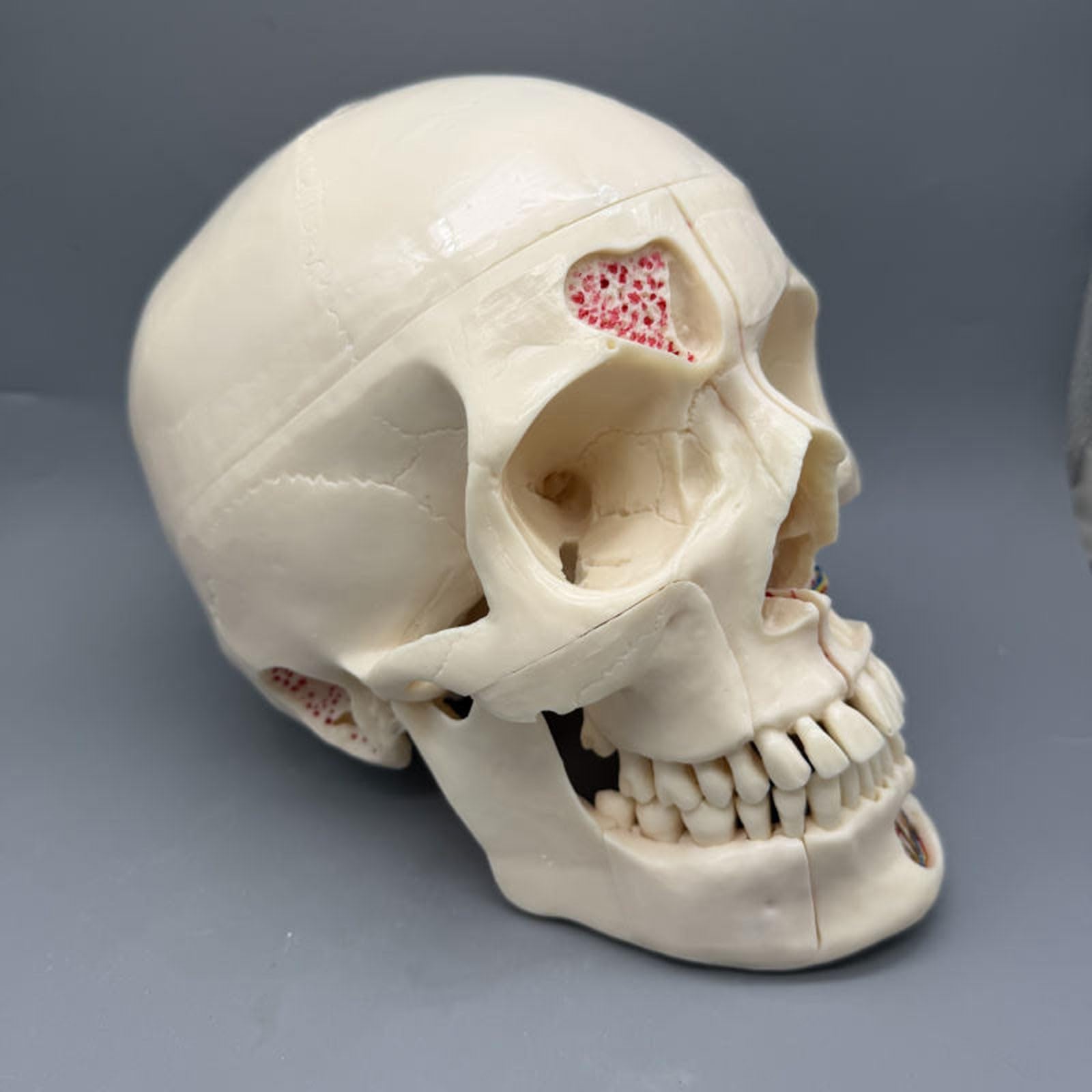 Modello anatomico del cranio umano per l'odontoiatria - 10 parti staccabili per uno studio dettagliato di arterie, vene e sistema neurologico | Perfetto per lo studio di anatomia e fisiologia