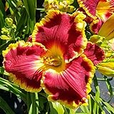 Bulbos de Hemerocallis Las Azucenas Prefieren La Luz Del DíA,Las Terrazas En Flor,Las Cebollas De Azucenas A Granel,Las Azucenas Crecen RáPido,Bulbos De Hemerocallis,Las Plantas Perennes-15 Bombillas