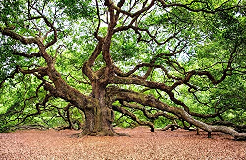 Southern Live Oak Tree | Quercus Virginiana | 10 Live Plants | Durable Picturesque Shade Tree | Dark Green Foliage #TOP4