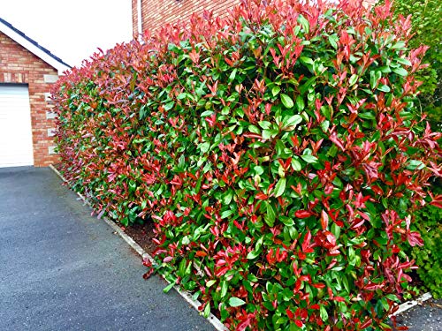 5 Red Robin Hedging Evergreen Photinia Plants Fast Growing Shrubs 25-40cm Potted by Sunnyside Nurseries