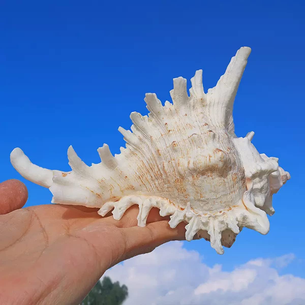 Conchiglie di Grandi Dimensioni, Perfetto for Decorazioni Nuziali, Feste a Tema Spiaggia(Long 8 9CM)