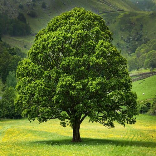 Oak Tree Seeds Fast Growing Suitable for Indoor & Outdoor Gardens Green 10pcs