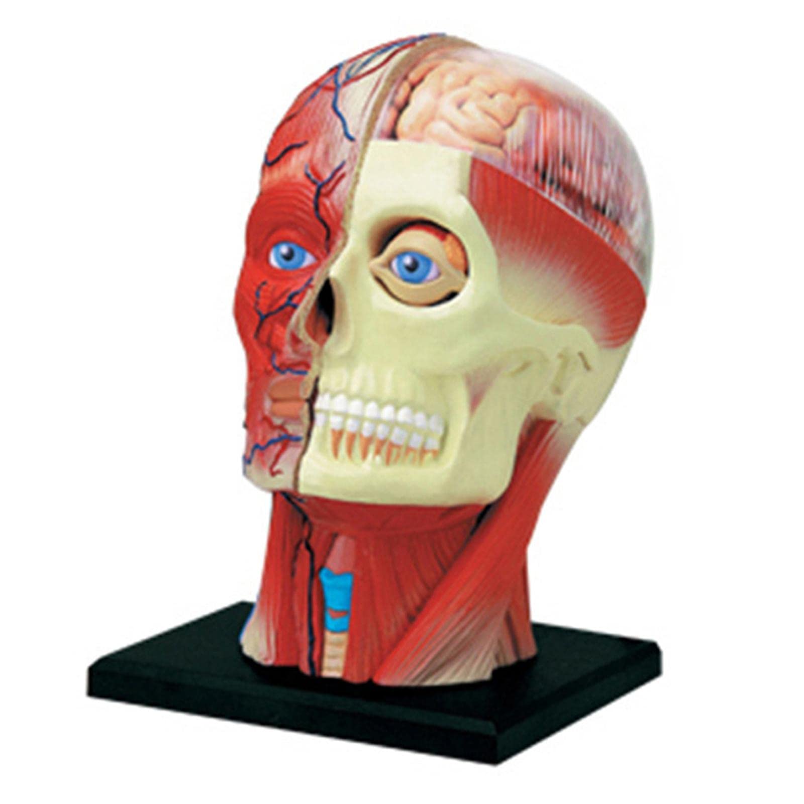 Modelo Compuesto 4D del Esqueleto Humano