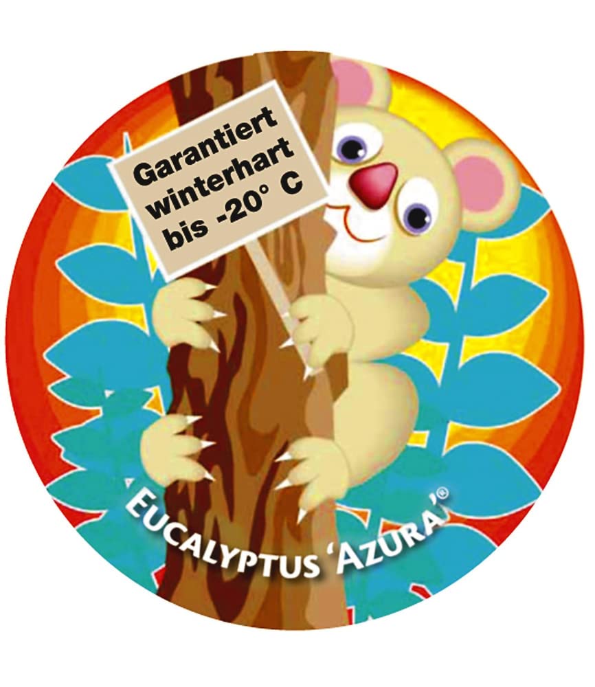 BALDUR Garten 1x Winterharter Eukalyptus Azura® im XXL-Topf, Pflanze im 15 cm-Topf, Eucalyptus gunnii, Azura, winterhart bis -20 °C, mehrjährig, intensiv duftend, vertreibt Fliegen