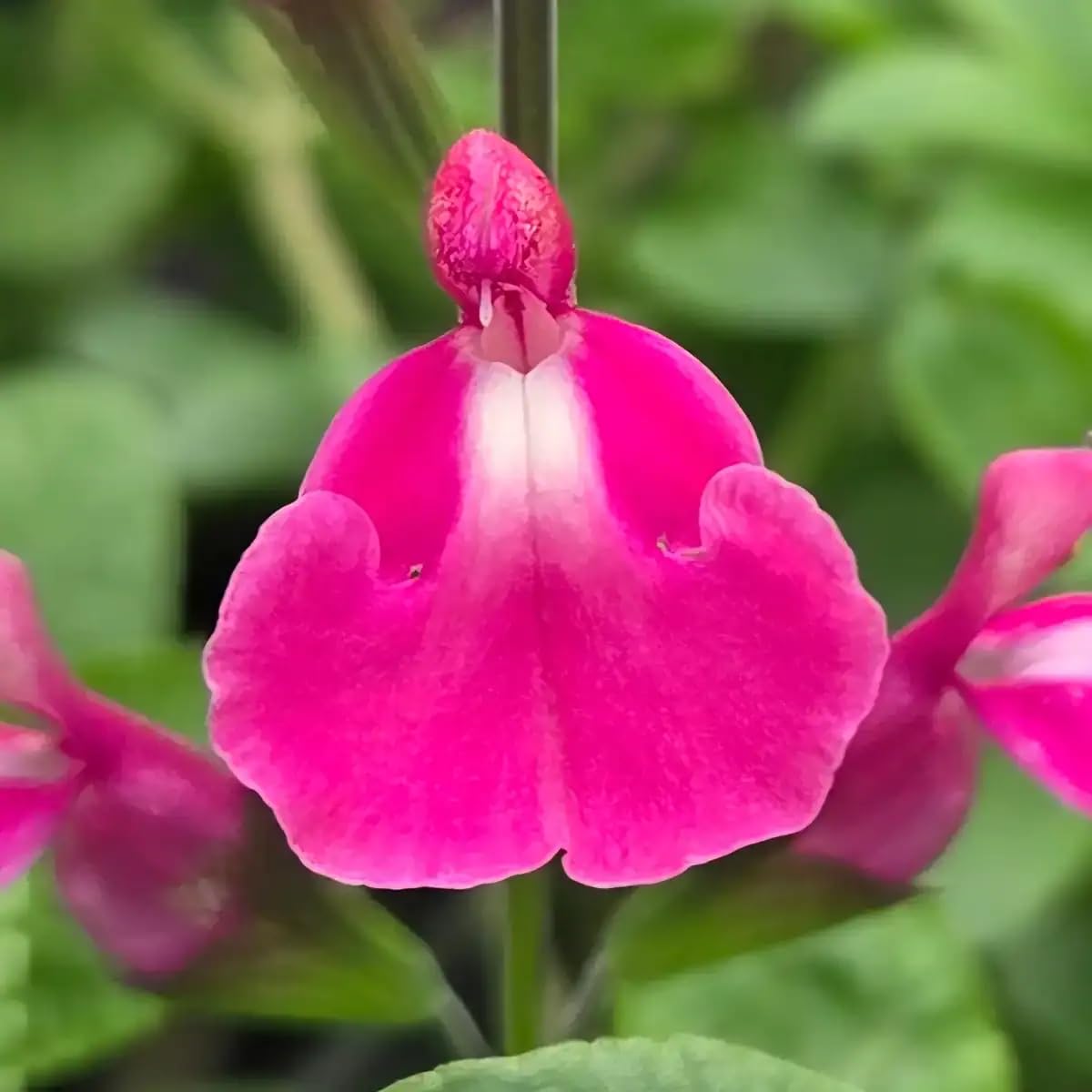 Salvia 'Regal Rose'- Salvia That is Ready to Plant Out- Comes Back Every Year (Hardy) - Flowers from Summer to Autumn- Loved by Bees (Middleton Nurseries) (P9(9cm Pot))