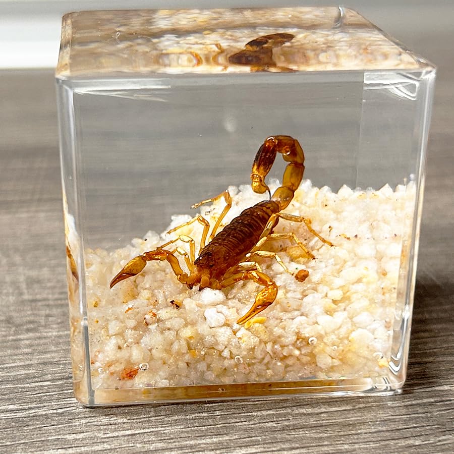 Real Insect in Resin Specimen,Scorpions specimens,Interesting Desert Scorpions Micro-Landscape,Insect Taxidermy Crafts Collection Paperweight (Desert Scorpions)
