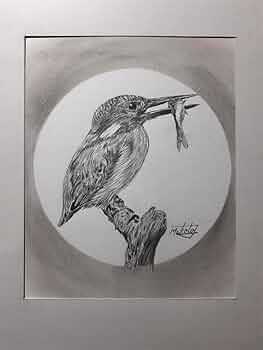 Amazon | 鉛筆画 カワセミ | 鉛筆 | 文房具・オフィス用品