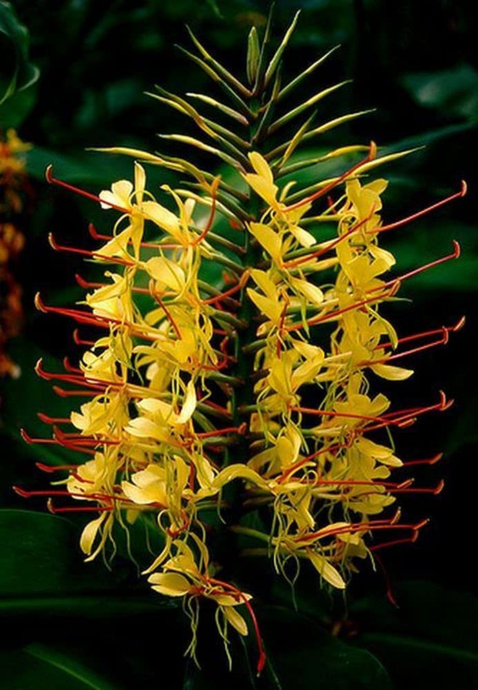 Hedychium/ginger lily flower bulbs for summer season pack of 3 bulbs (yellow) 100% germination flower bulbs by LIVE GREEN (B099KFR1LK) Amazon Price History, Amazon Price Tracker