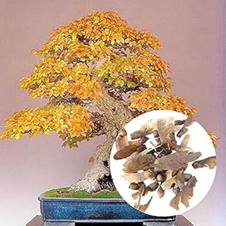 Seeds 20 pcs/Imported Bag red Maple Seeds Perennial Bonsai External Courtyard Foliage Leaf Plants in The aggravated Garden vase They Easy to Grow: Only Seeds
