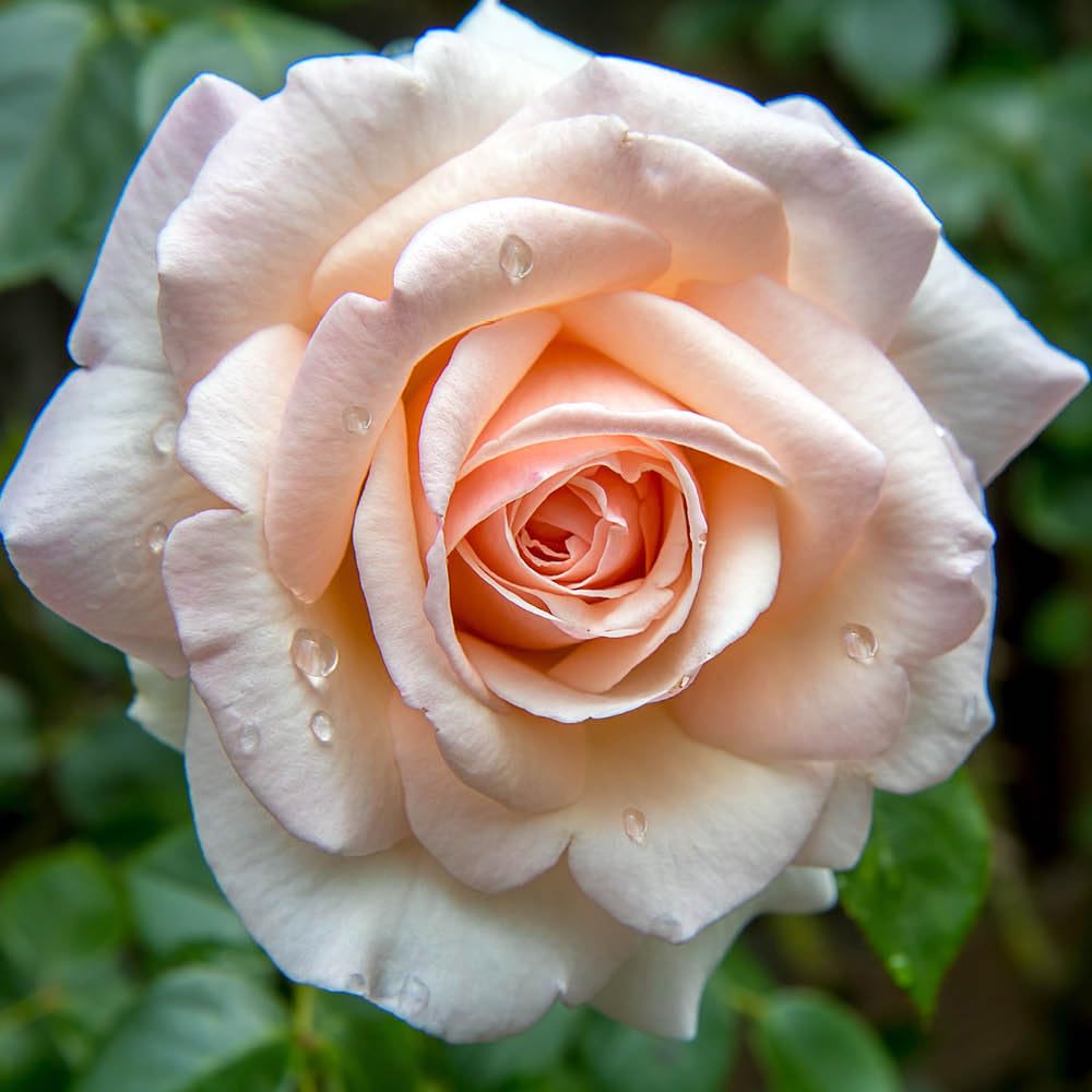 Yougarden Pink Harkness Rose 'Pearl Abundance', 4 Litre Potted, Ready To Plant