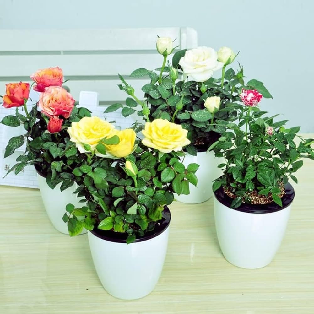 Baby Rose Pink Pure Grafted Plant | Hybrid Garden Rose | Ideal for