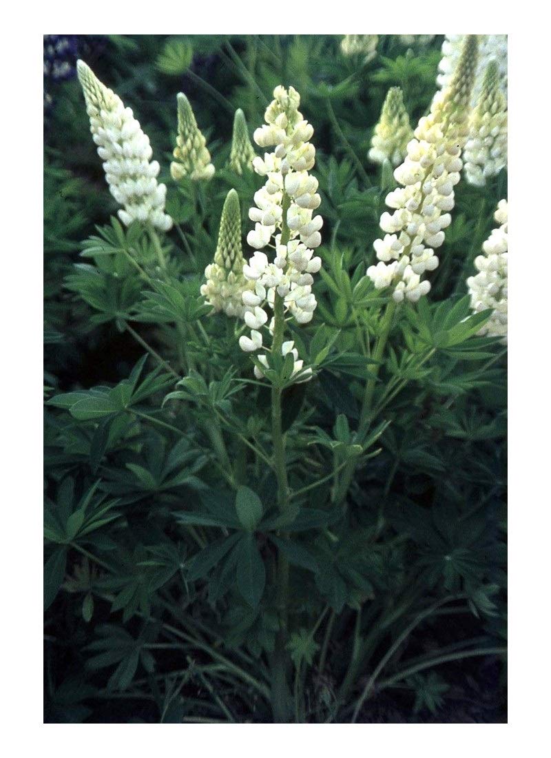 Premier Seeds DirectLupin - Russell - Noble Maiden - 90 Finest Seeds