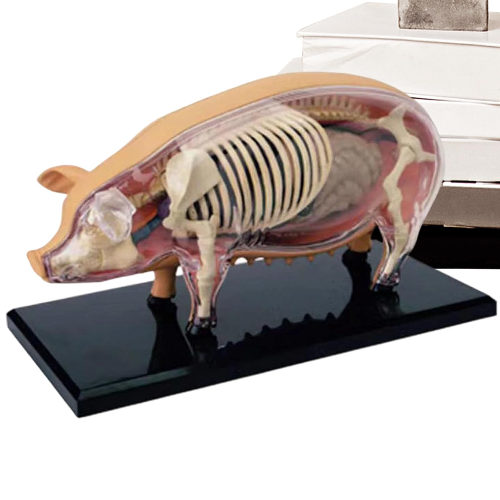 Modelo de Anatomía Animal Demostración Didáctica Modelo Cerdo Desmontable | Juguete Científico Desmontable Para Demostraciones Para Aulas Laboratorios Escolares Y Clínicas Veterinarias