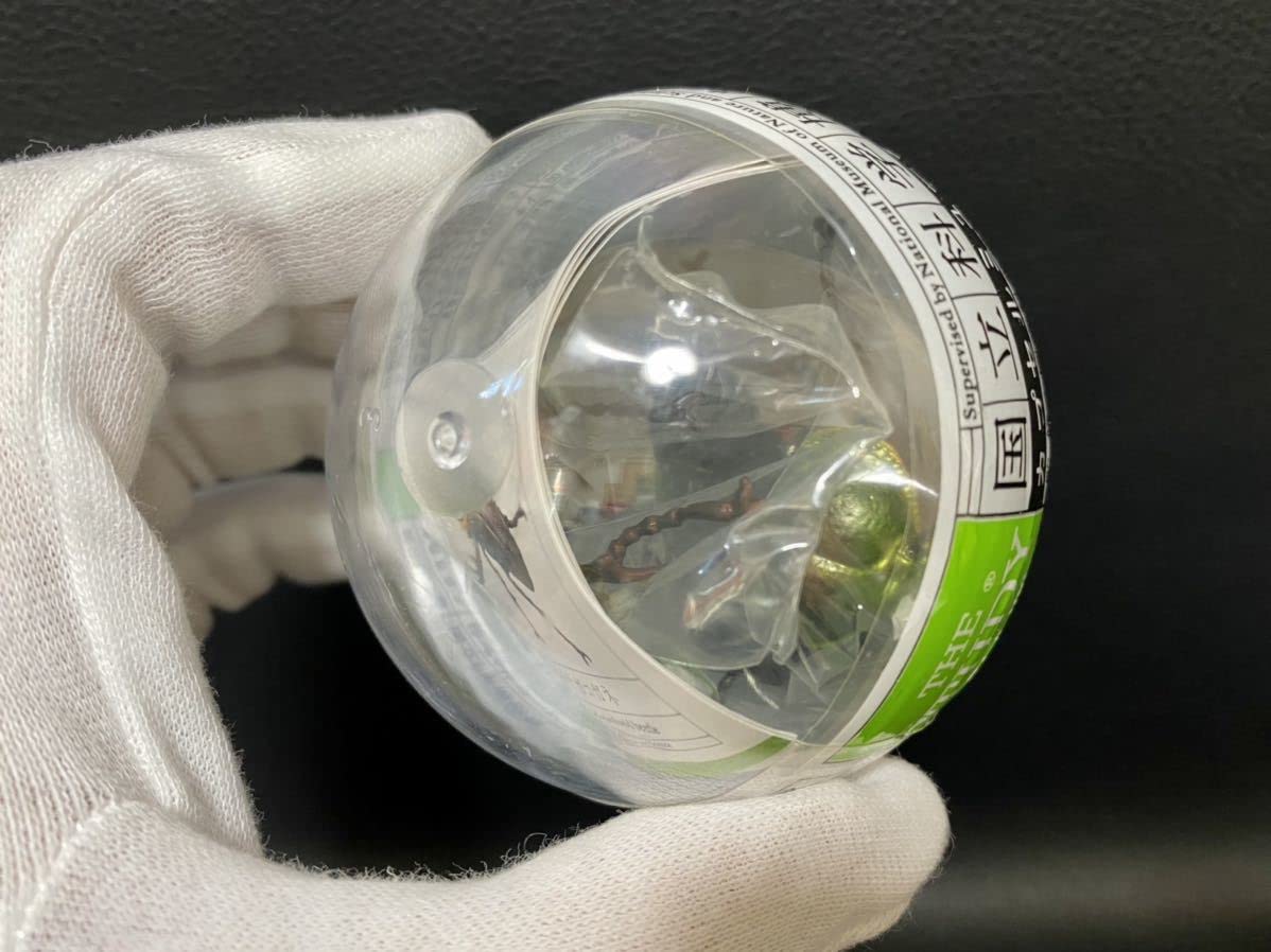 Amazon | 国立科学博物館 カプセルミュージアム ヤンバルテナガコガネ
