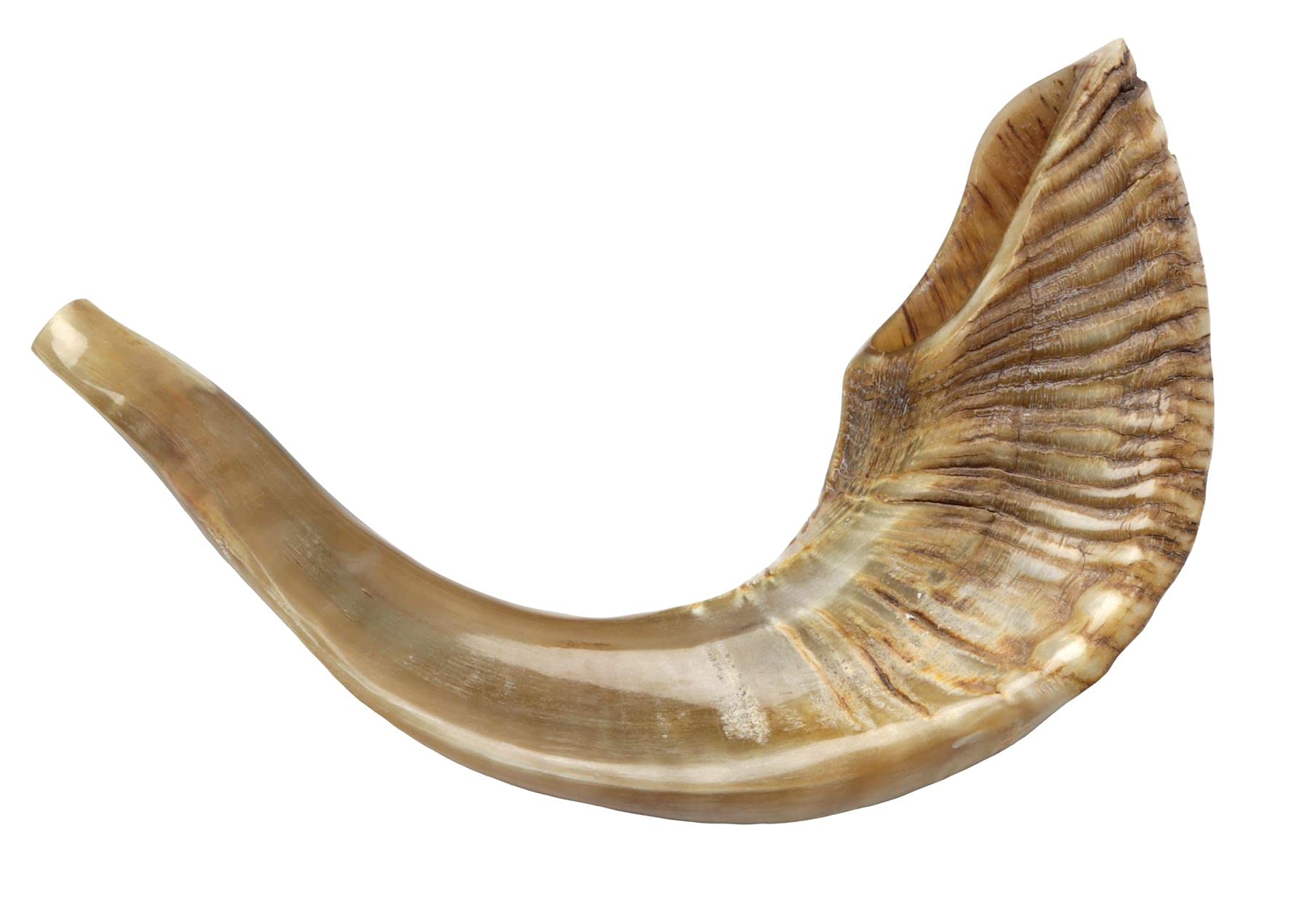 Chofar en corne de bélier - Semi-poli - 33-37 cm