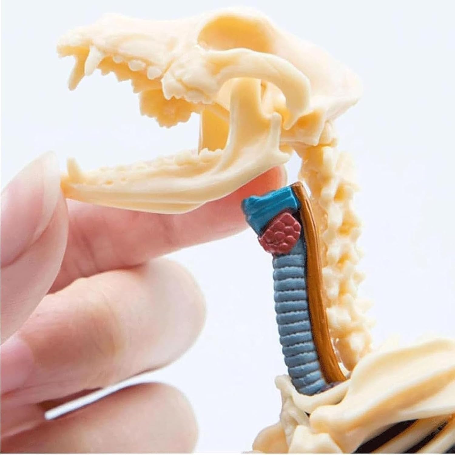 Modelo de anatomía canina 4D, kit de modelo de esqueleto animal de hueso de perro Golden Retriever, modelos de enseñanza de animales for enseñanza veterinaria en clínicas de mascotas.