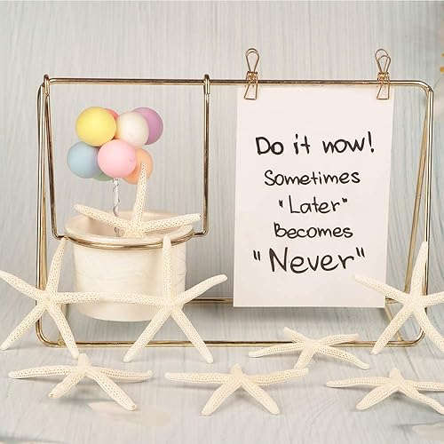 Miniatura 7 de Jangostor 20 piezas de estrellas de mar, conchas naturales de 2.5 a 4 pulgadas, conchas marinas naturales, estrellas de mar, estrellas de mar,