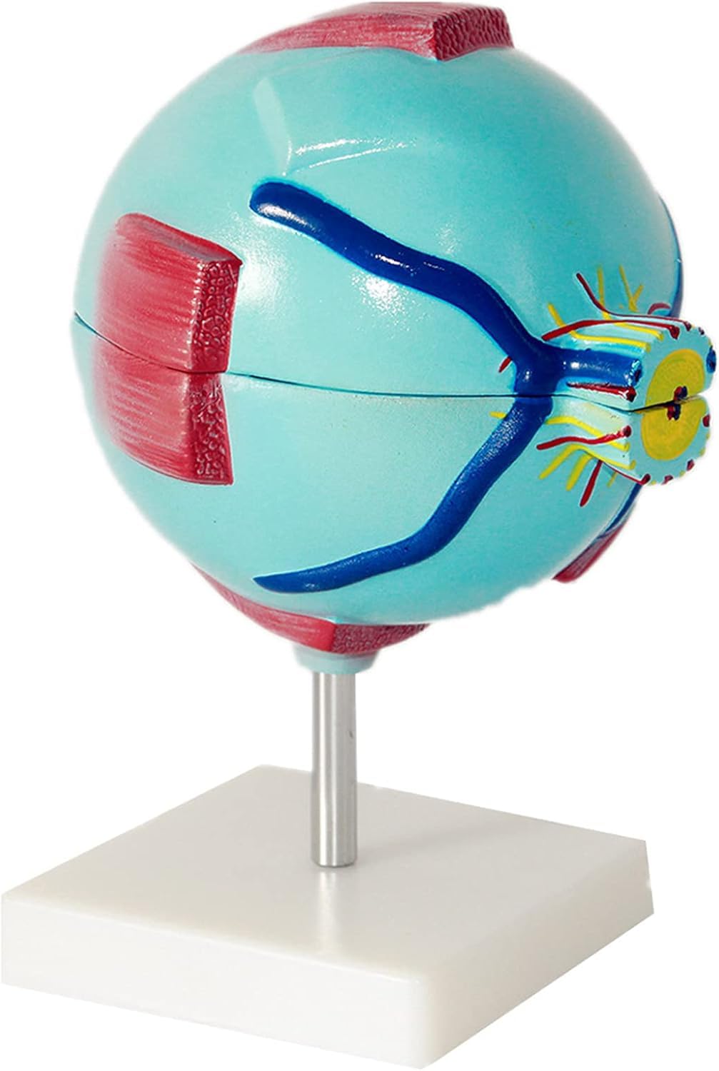 Modèle anatomique du globe oculaire à grossissement 6X, modèle anatomiquement précis du globe oculaire Anatomie du globe oculaire humain, enseignement scolaire et utilisation de la recherche Anatomie