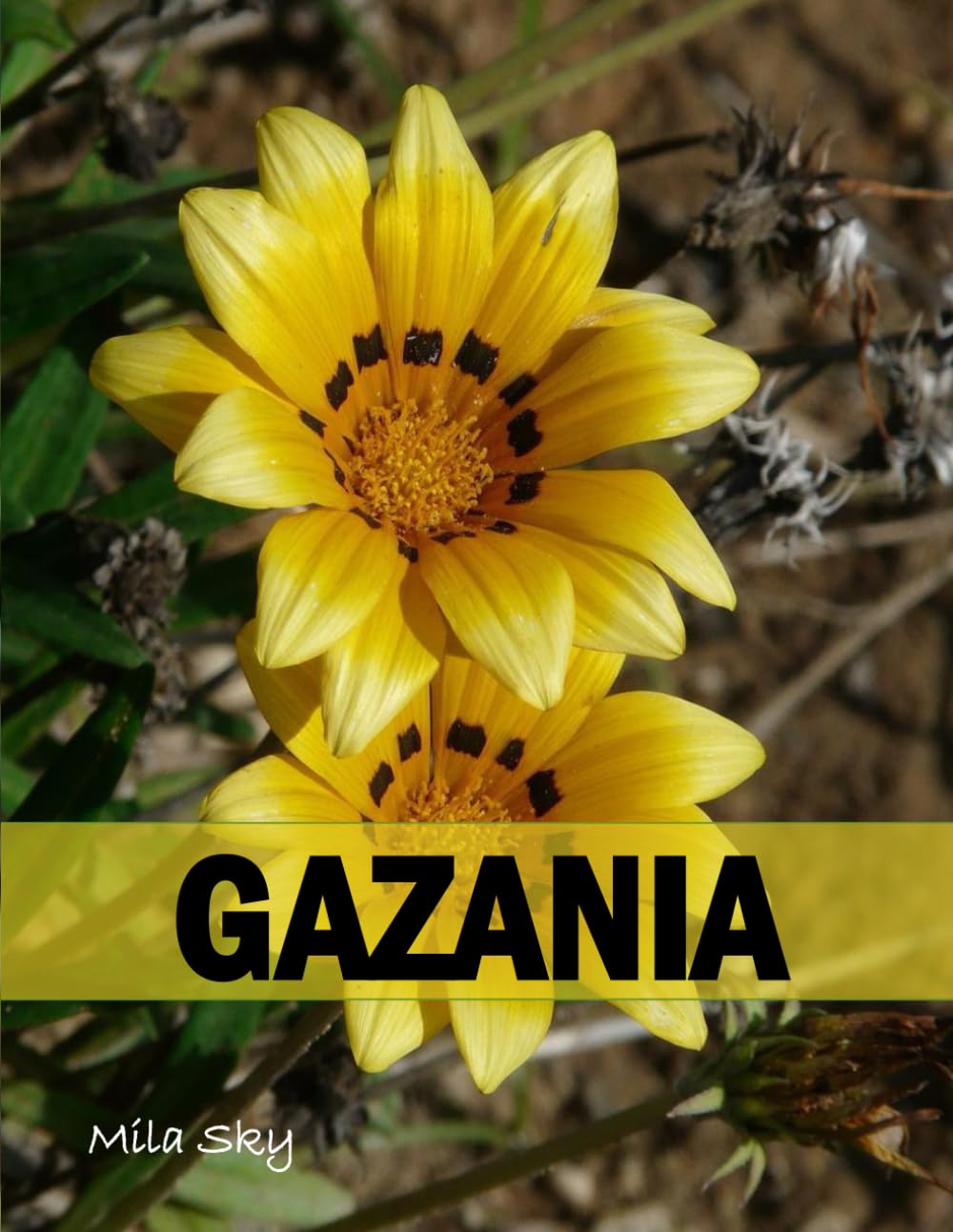 GAZANIA: A Stunning Coffee Table Collection of Flower Photography