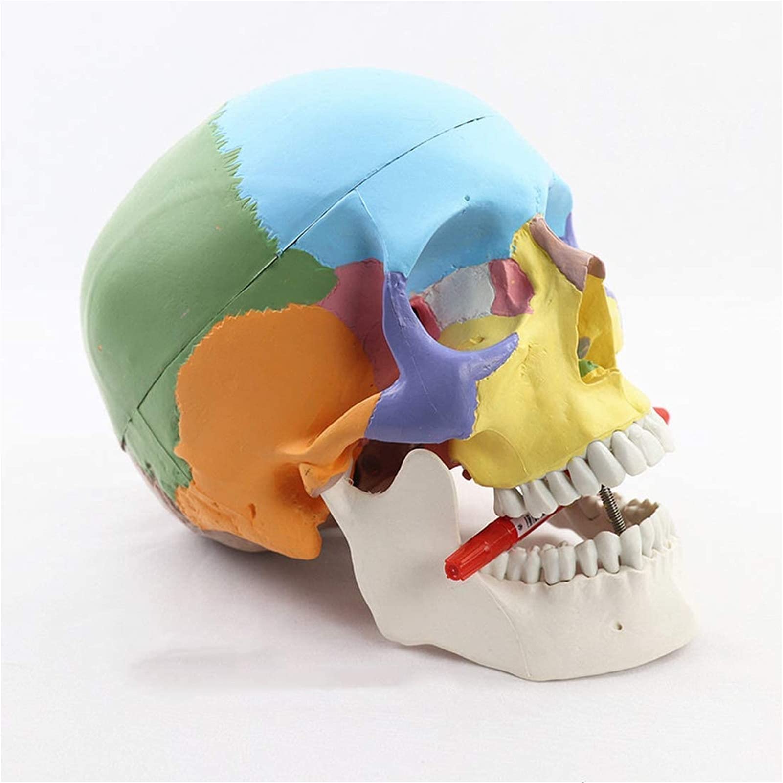 Model edukacyjny naturalnej wielkości kolorowy model czaszki ludzkiej anatomia anatomiczna nauczanie medyczne szkielet głowa nauka materiały dydaktyczne modele medyczne