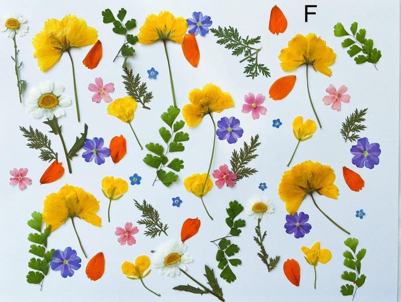 60 piezas de flores y hojas prensadas comestibles para decoración miniatura 4