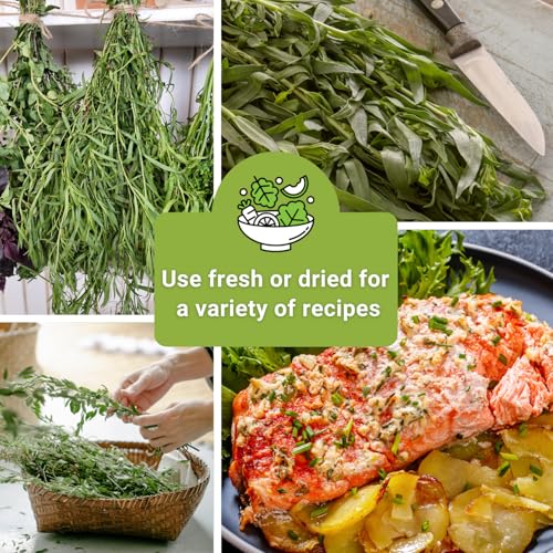 Sow Right Seeds - Tarragon Seed Collection for Planting - French and Russian Varieties - Non-GMO Heirloom Packet with Instructions to Plant an Outdoor or Indoor Herb Garden - Perennial Leafy Green - Image 6