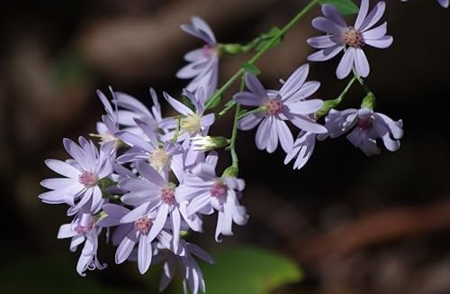 100Corazón Leaved Aster cordifolius Azul Madera Aster flower Seeds