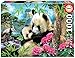 Educa Borras - Panda Bear Puzzle ,1000 Teile (17995), Abwechslungsreich