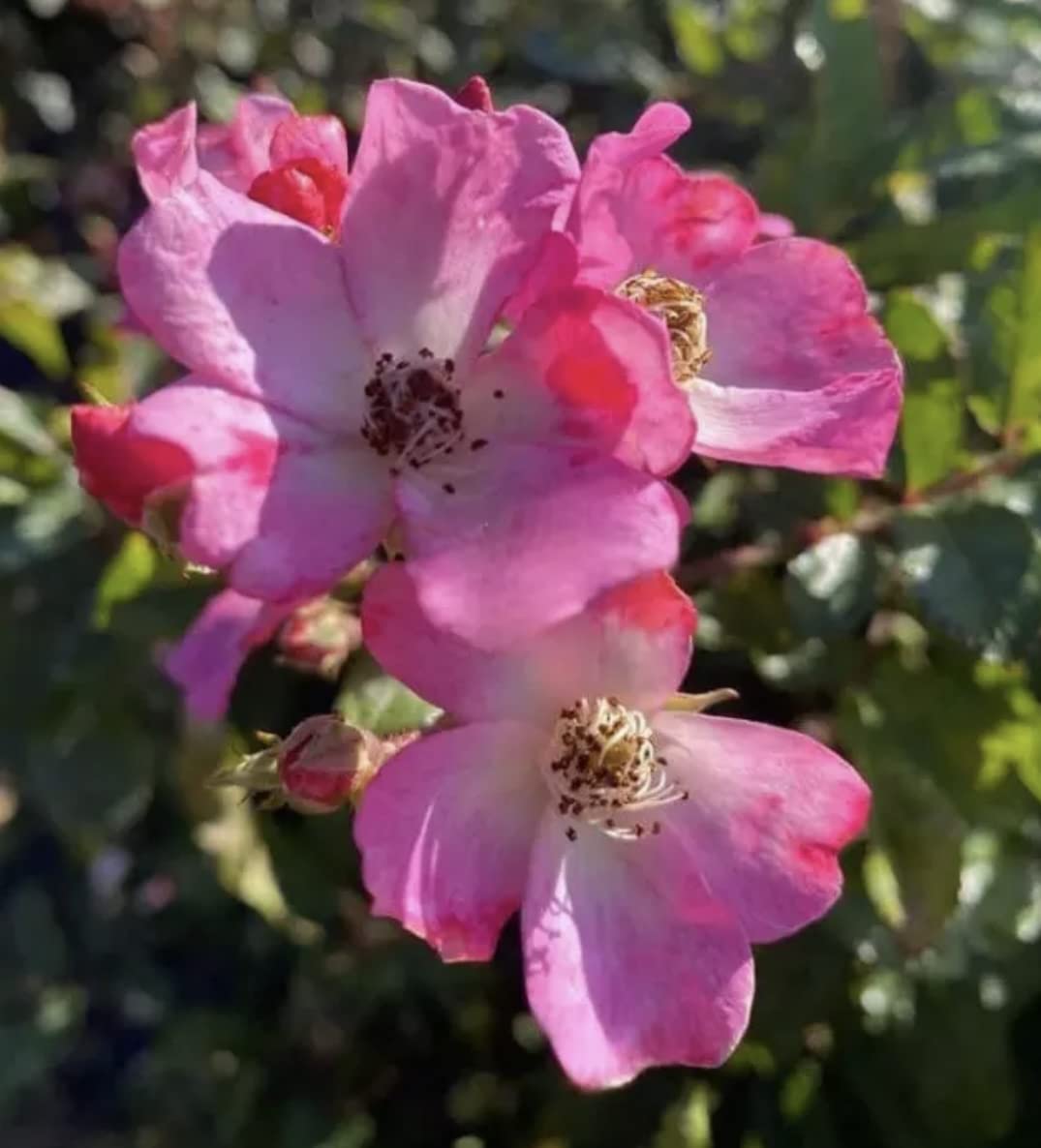 'Ballerina' Rose - Scented Single Pink & White Blooms - Old Fashioned Rose - 4L Potted Rose