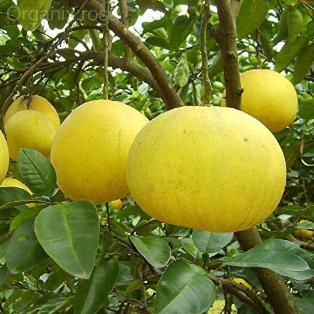 Cloud Farm Hybrid Grafted White Pomelos Plant CF032691 (B0CH4QZ37M) Amazon Price History, Amazon Price Tracker