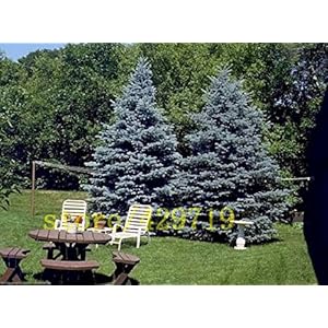 30 pezzi di abete rosso blu semi bonsai Picea albero in vaso Bonsai Cortile giardino bonsai pianta pino per la casa fai da te GIARDINO