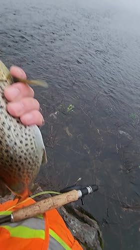 24 Fliegen Für Forellen Angeln - Caddis, Mayfly, Nymphen Sortiment