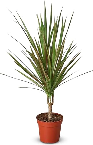 Dracaena - Planta viva con margen rojo para interior Diferentes plantas de interior en maceta de 4 y 6 pulgadas Decoración de plantas de casa real