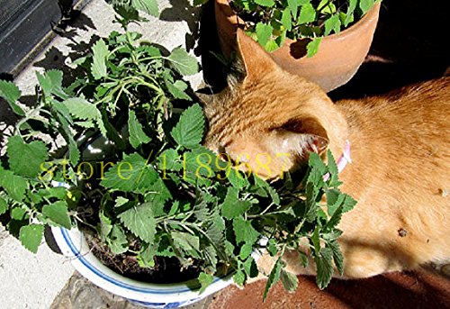 Katzenminze Samen 20 Stück - Winterharte Kräuterpflanzen Mehrjährig