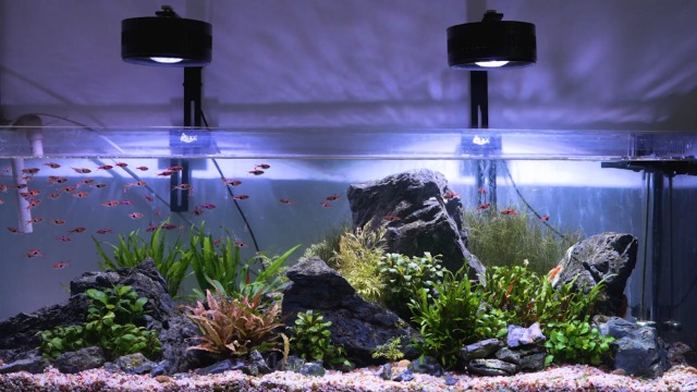Image of AQQA Aquarium Clip-On Stream Light with Controller, LED Fish Tank Light with 3 Modes (White /RGB /Full Spectrum), Timer & 6 Brightness Levels, Adjustable Clamp for Freshwater Plants Fish Tanks 80W